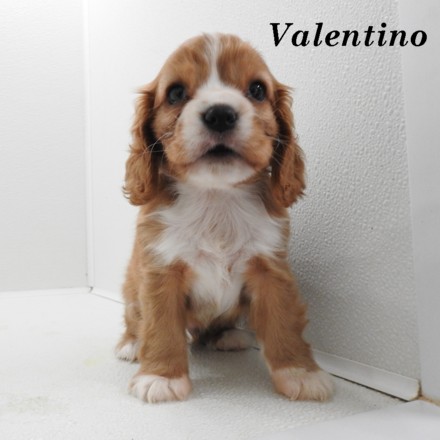 puppy, for, sale, Cock A Lier, Joe & Cherri  Overlease, dog, breeder, Miller, MO, dog-breeder, puppy-for-sale, forsale, nearby, find, puppyfind, locator, puppylocator, aca